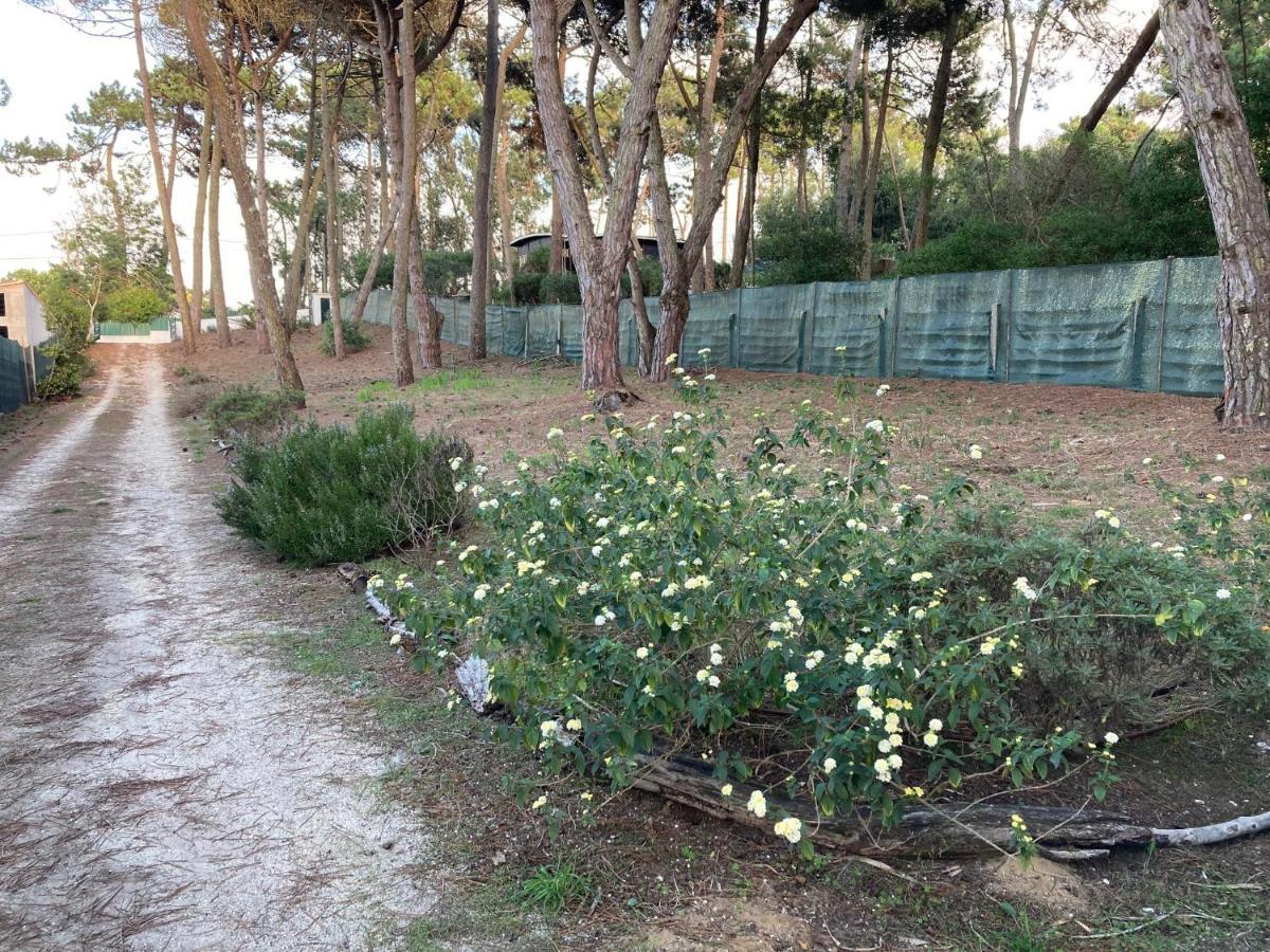 Moradia No Pinhal Com Piscina - Espaco E Privacidade Para As Suas Ferias! Sintra Luaran gambar